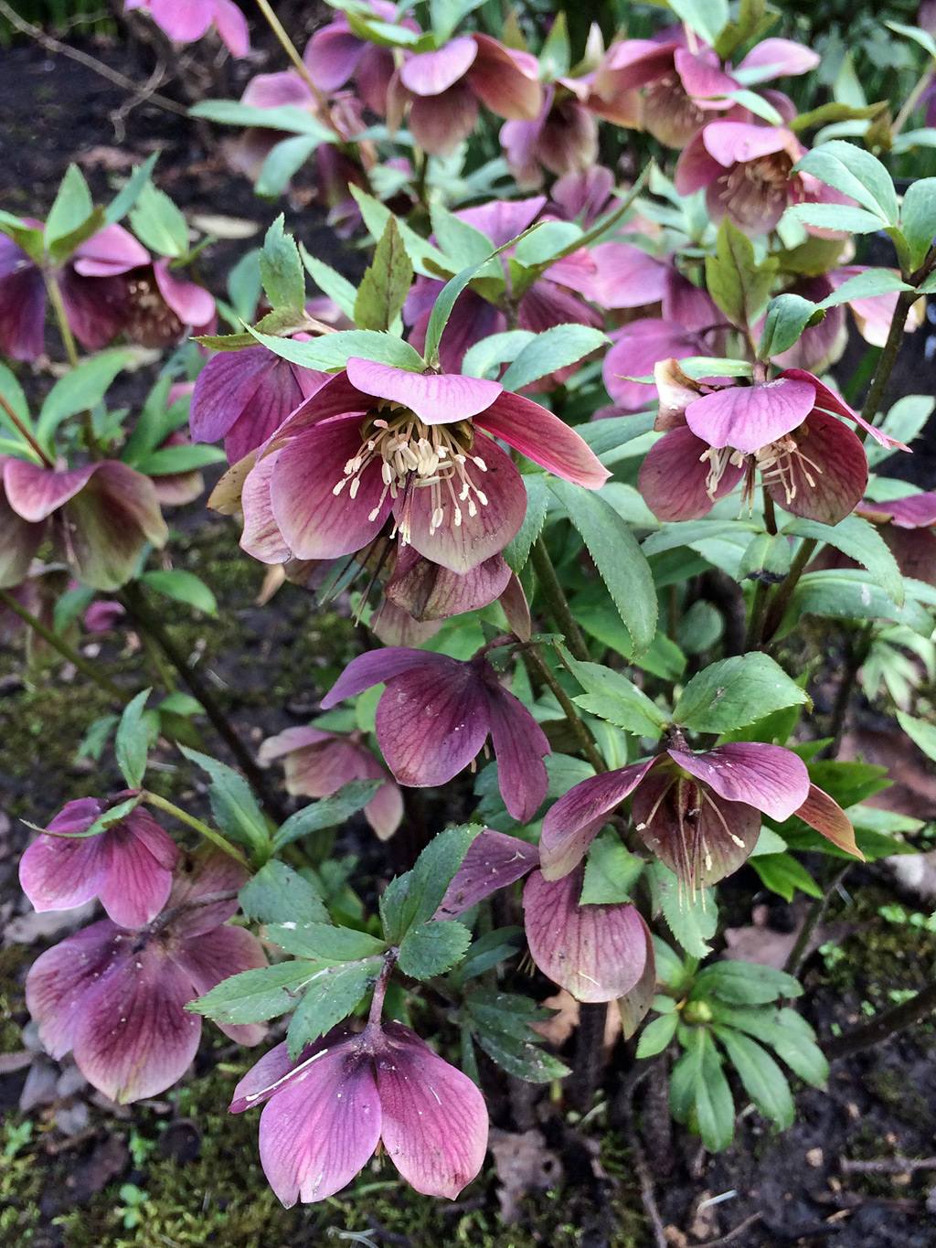 Helleborus orientalis 'Queen of The Night'
